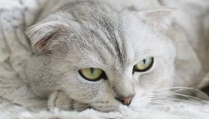 华体会hth官方网站下载-英超冠军争夺：悬念激烈，精彩纷呈！，英超冠军分析