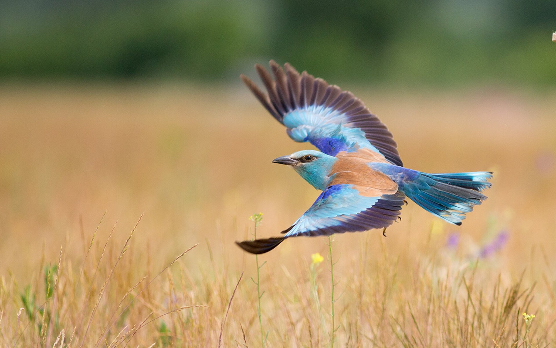 _篮网配合默契,联盟领头羊地位巩固_,篮网正式签约