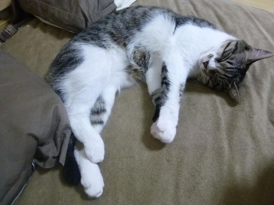 太阳队迎战联盟新秀,期待稳赢,太阳队kidd