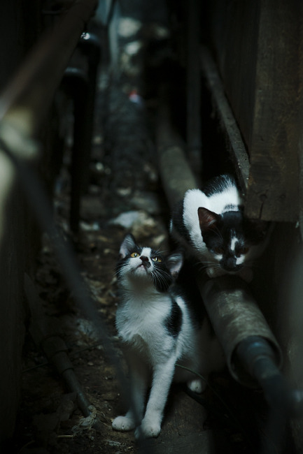 法甲比赛高潮迭起，战术调整显著，精彩进球频出，法甲的比赛