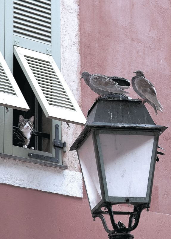 法甲豪门“拉边+高压”组合:打乱对手节奏