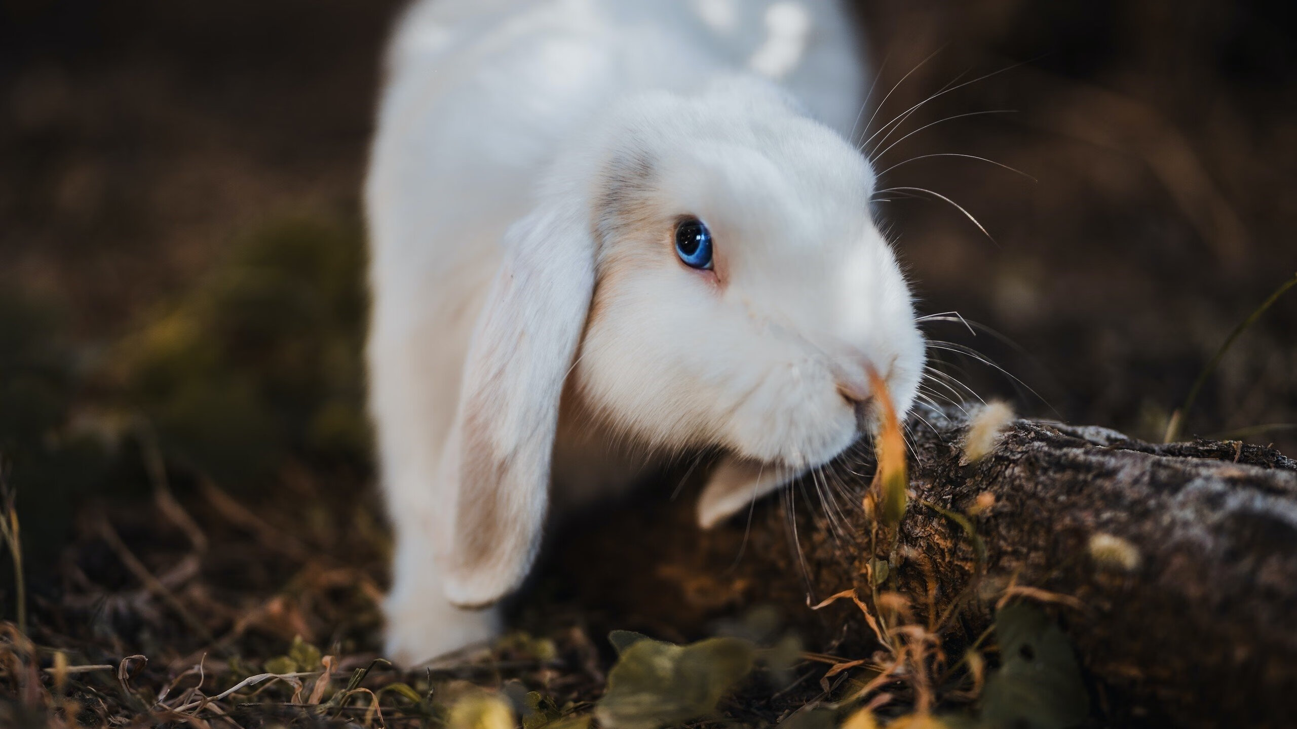 华体会hth平台-Team Liquid发布战队重建计划，team liquid英雄联盟战队