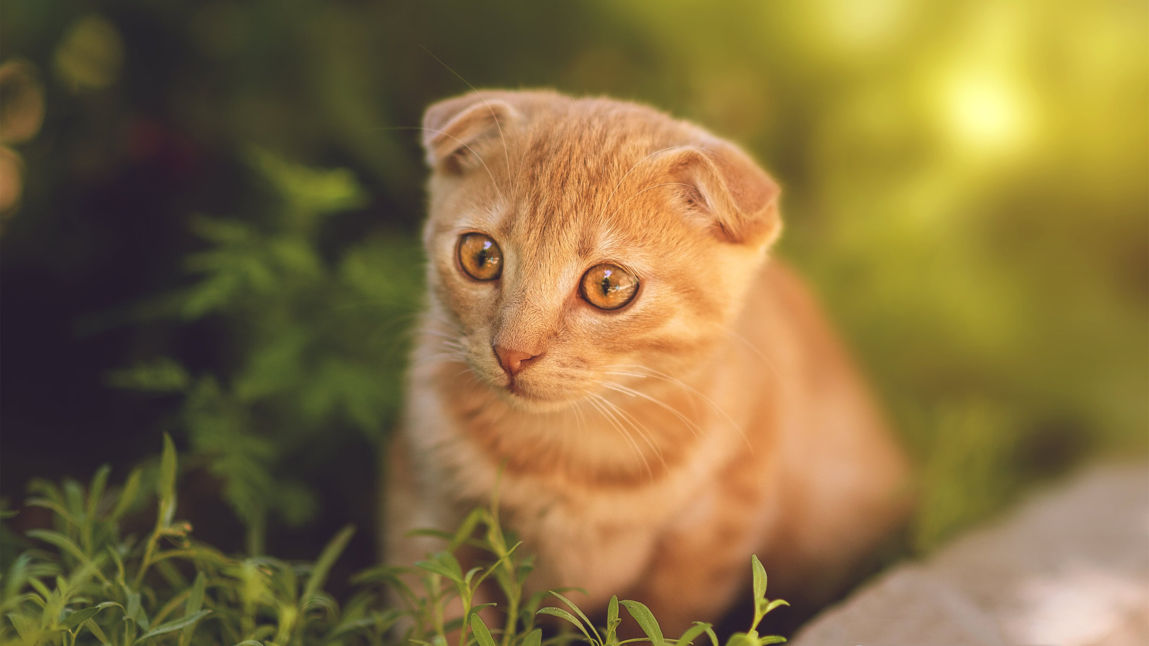 RNG战术打法多样化,rng战术单一