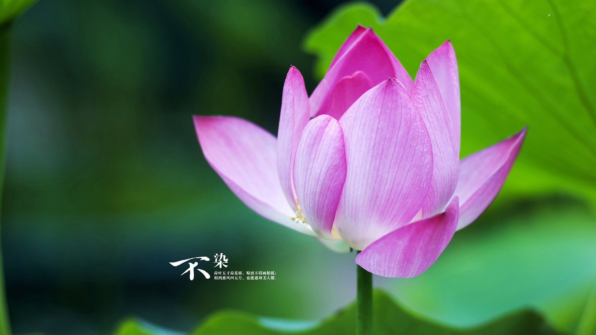 华体会hth平台-伊朗队前锋洛佩斯在巴黎奥运会上表现出色，洛佩斯转会