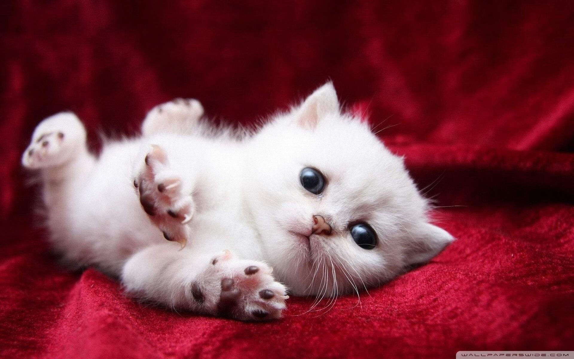 体育界焦点：足球明星对决势不可挡，足球明星大合集