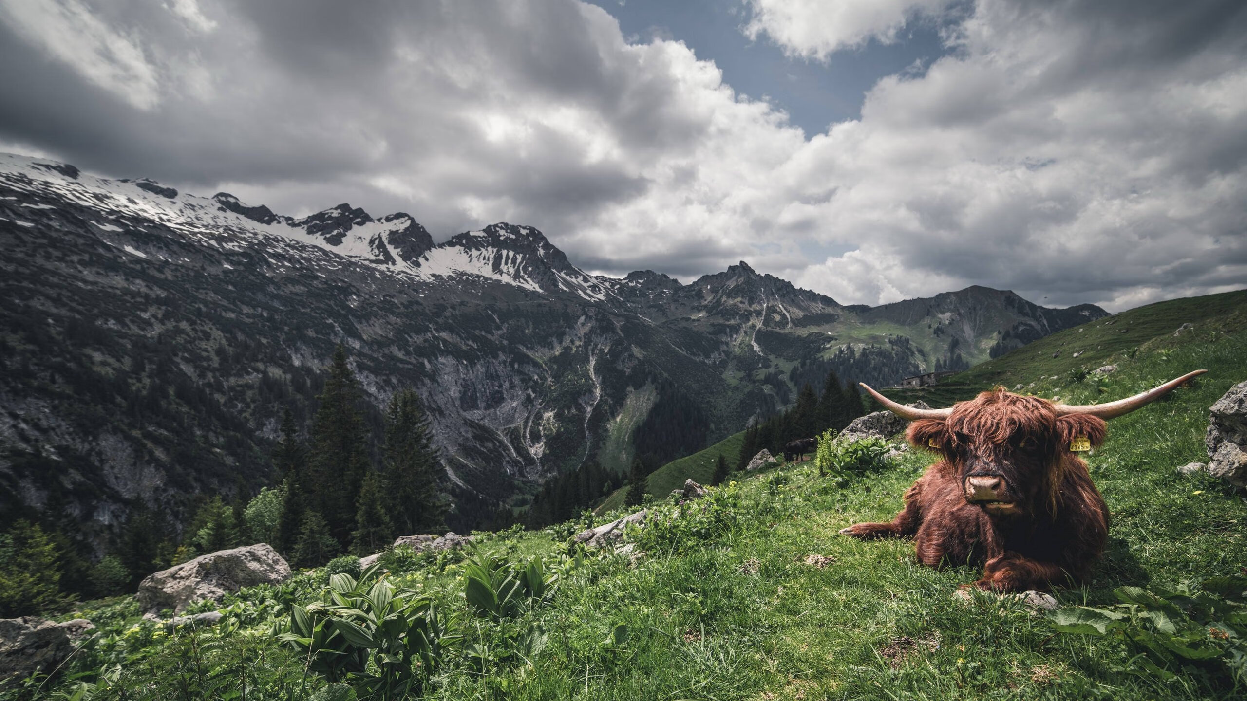 德国欧预赛踢出精彩战绩,稳坐小组第一,欧洲世预赛德国队