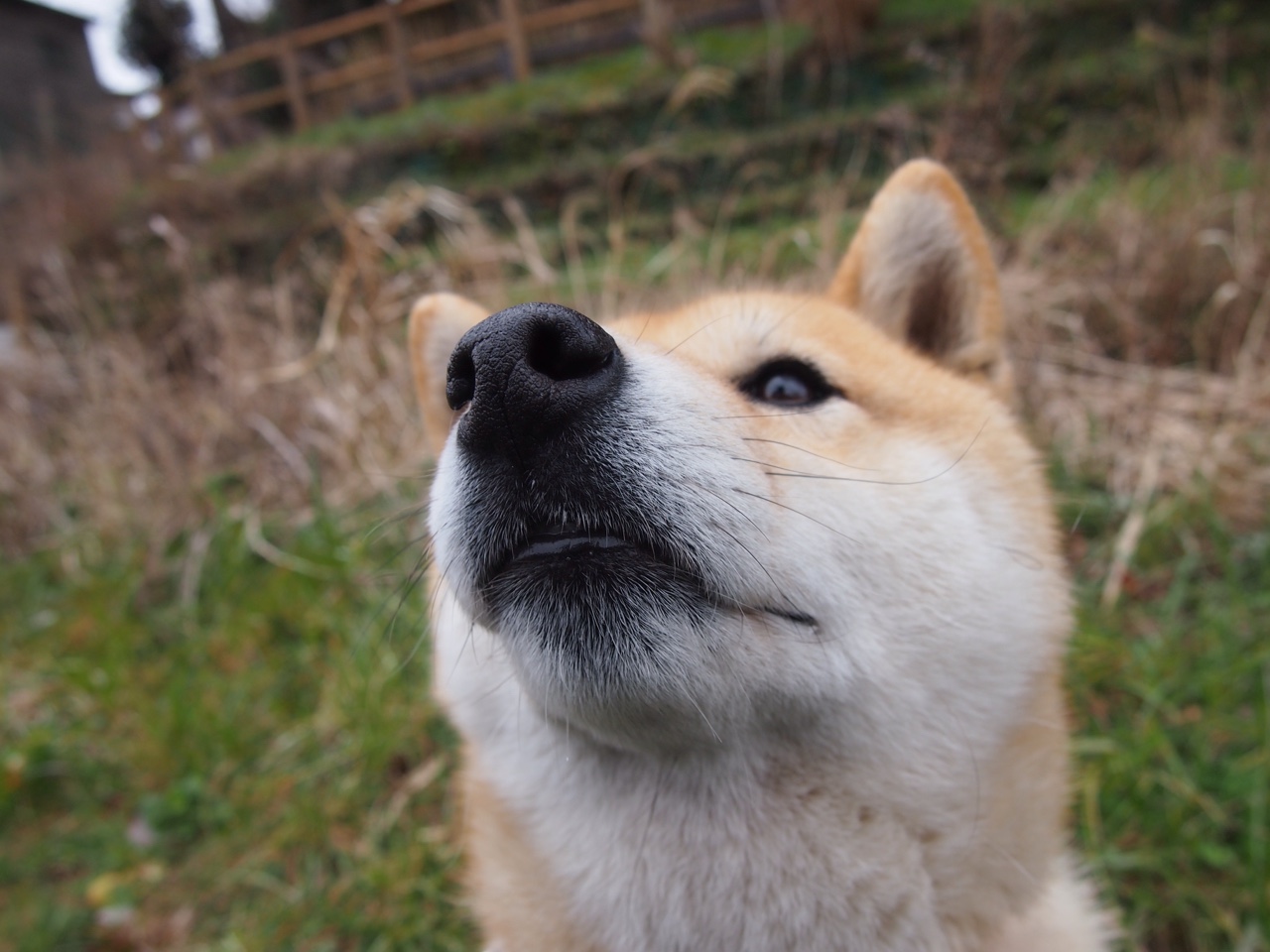 悉尼国王球员健康状况良好,悉尼国王直播