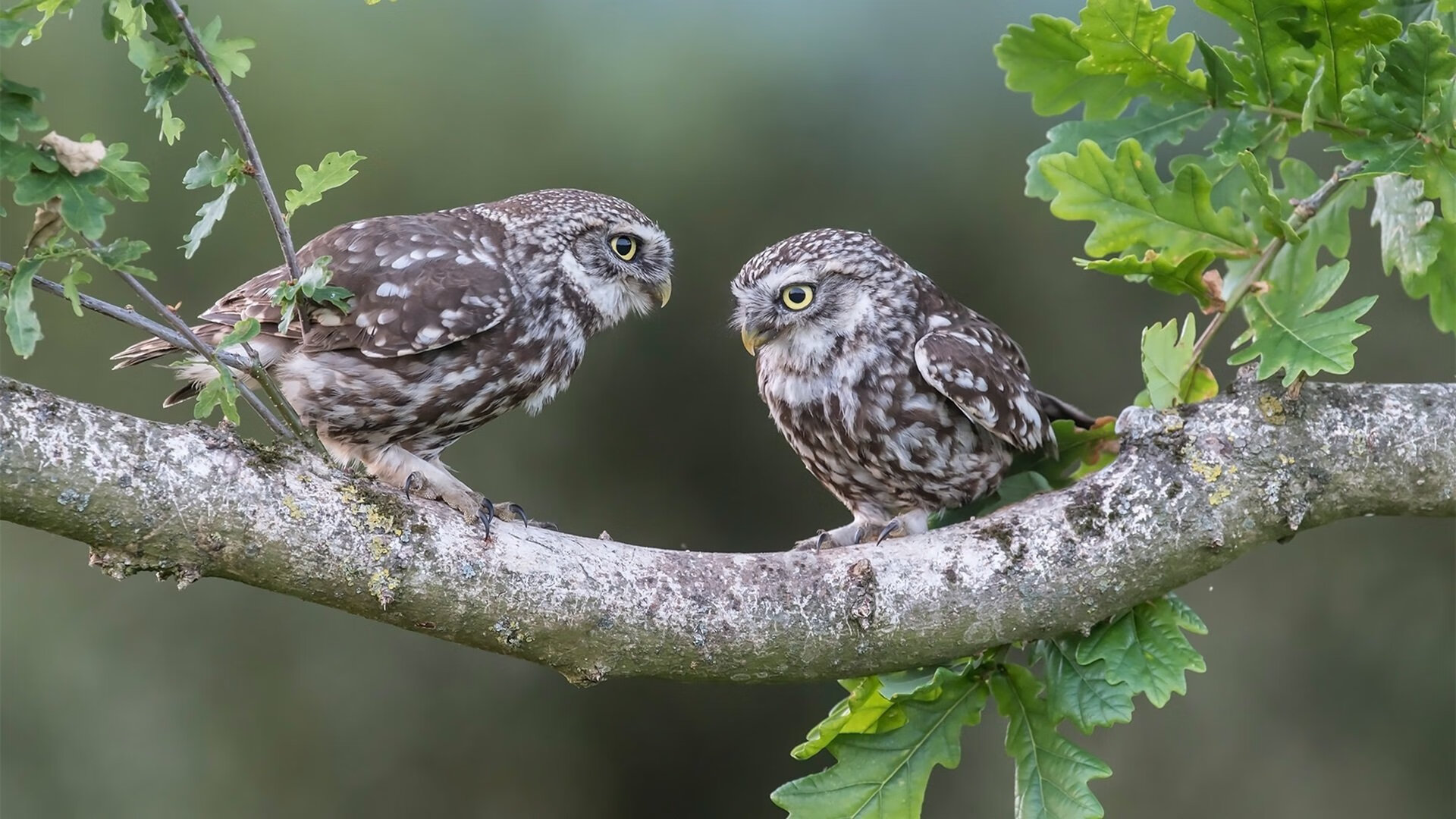 瓦伦西亚主场告捷,排名有所提升,瓦伦西亚新球场进展