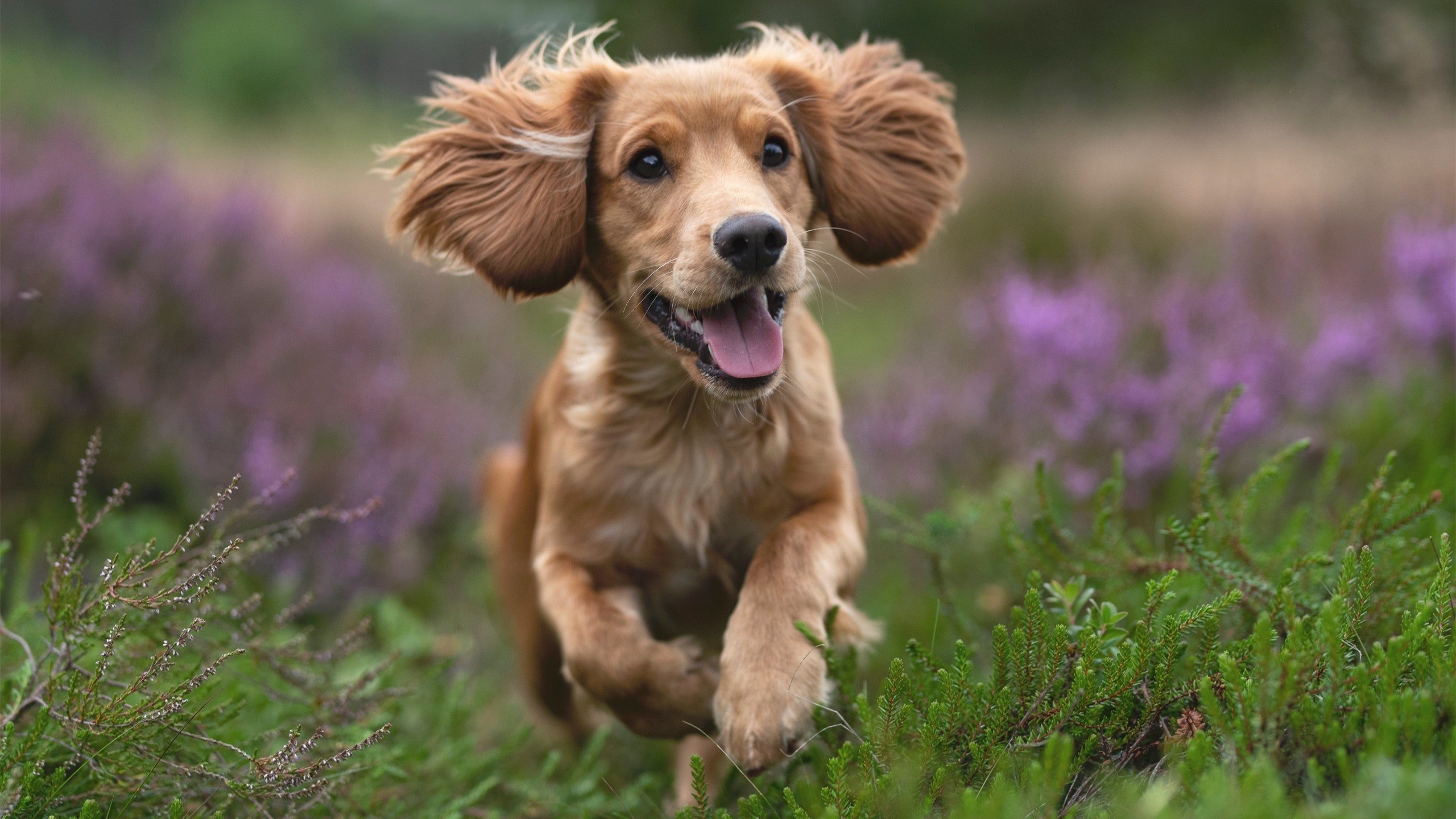 华体会hth官网-瑞士胜土耳其，欧洲国家联赛竞争激烈，瑞士胜土耳其,欧洲国家联赛竞争激烈吗