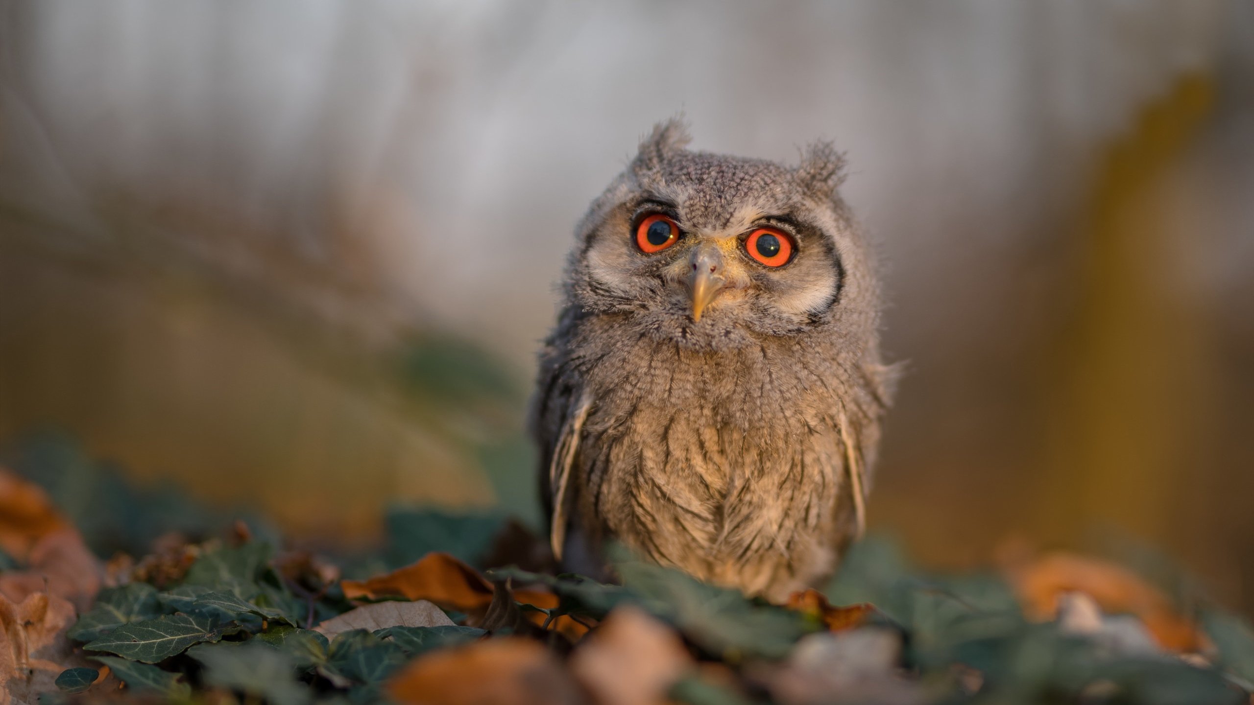 阿尔巴尼亚队以平局告终，希腊队无法全取三分，希腊和阿尔巴尼亚分界线