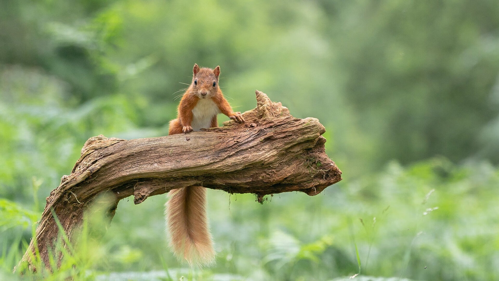 NBA联盟市场推广策略与品牌影响力分析,nba联盟门面