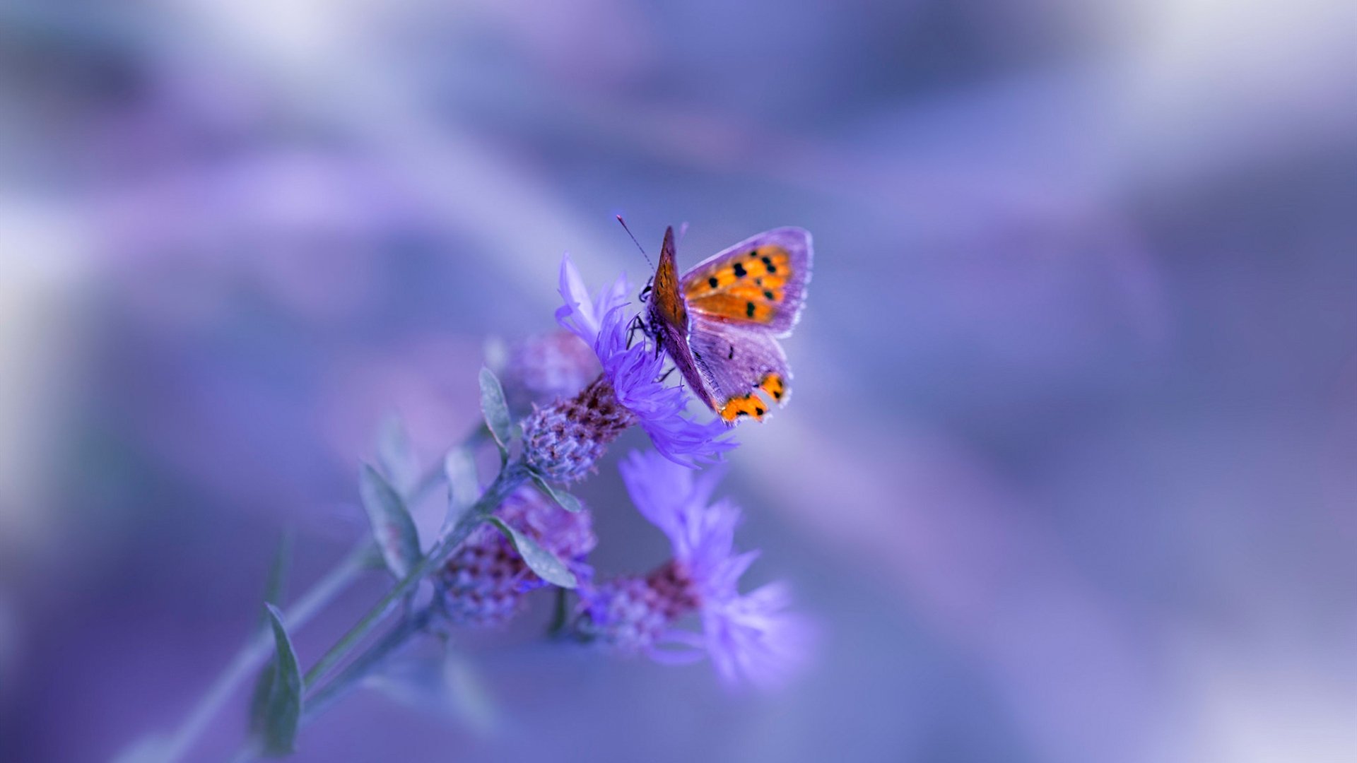 华体会hthapp下载-新闻中心新产品正式进入市场，新产品进入市场的行动及计划