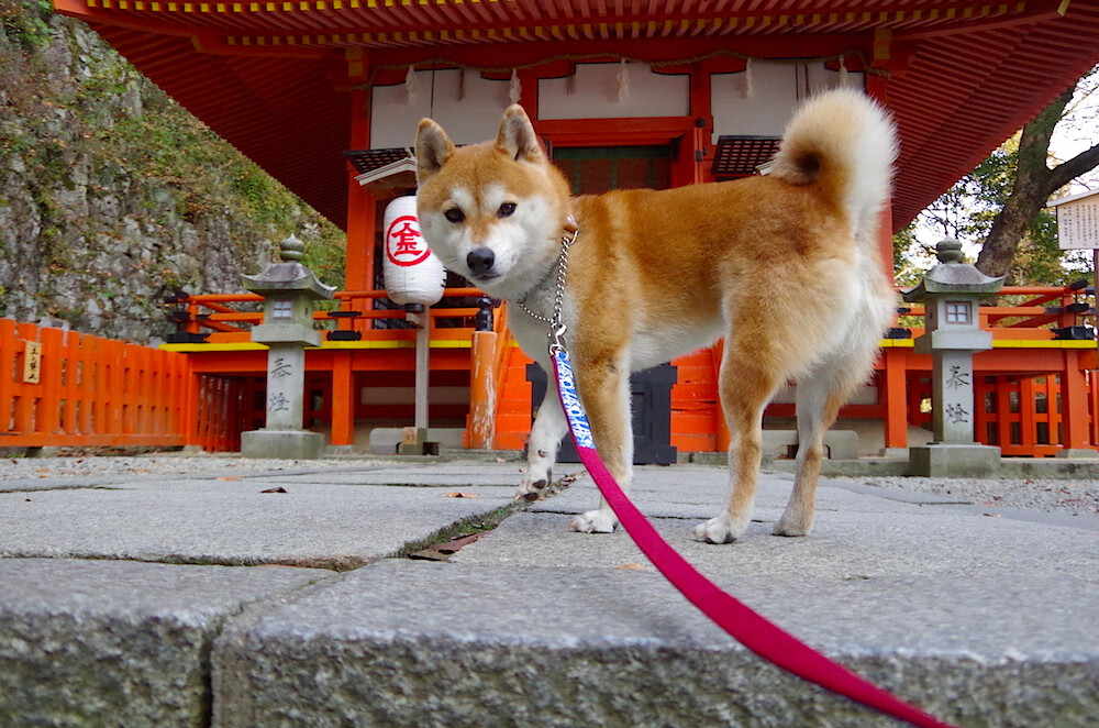 智能体育装备创新与应用研究，体育智能产品