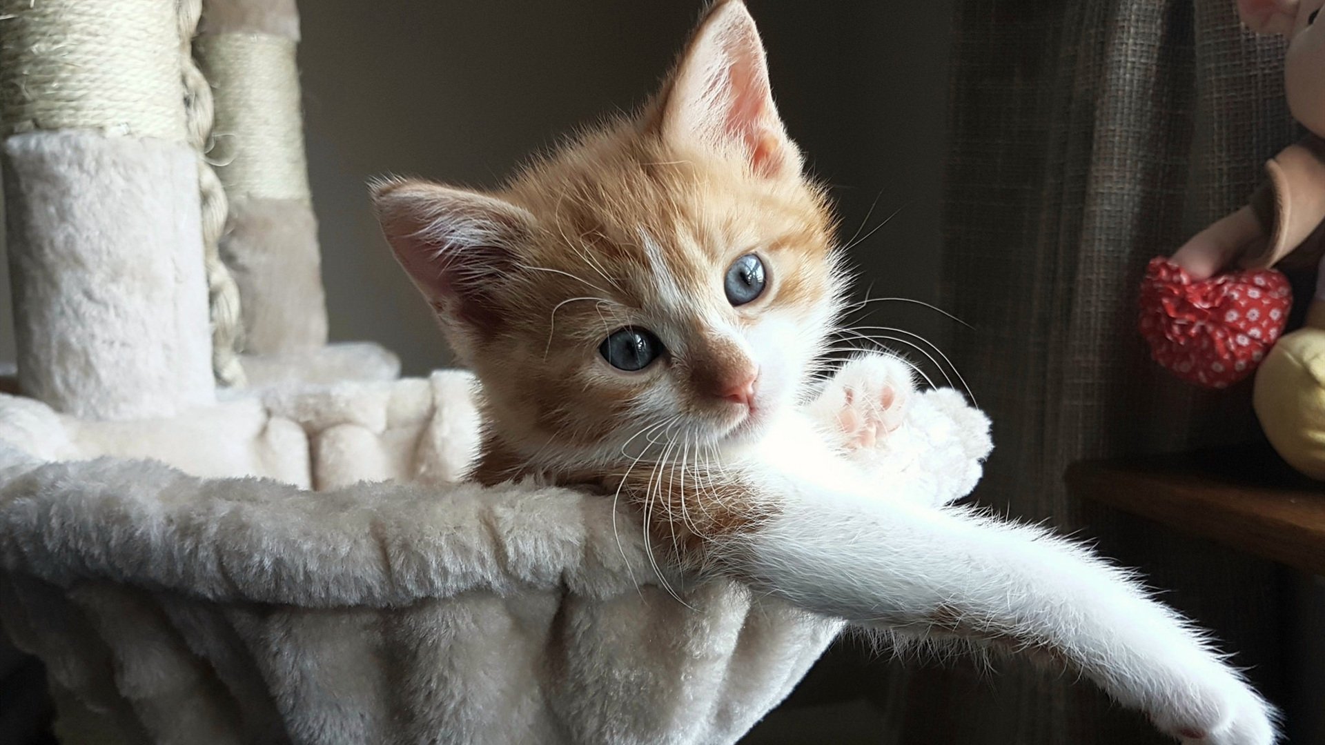 华体会手机网站-德国队女子泳员全力冲刺每场比赛，德国队女子泳员全力冲刺每场比赛结果