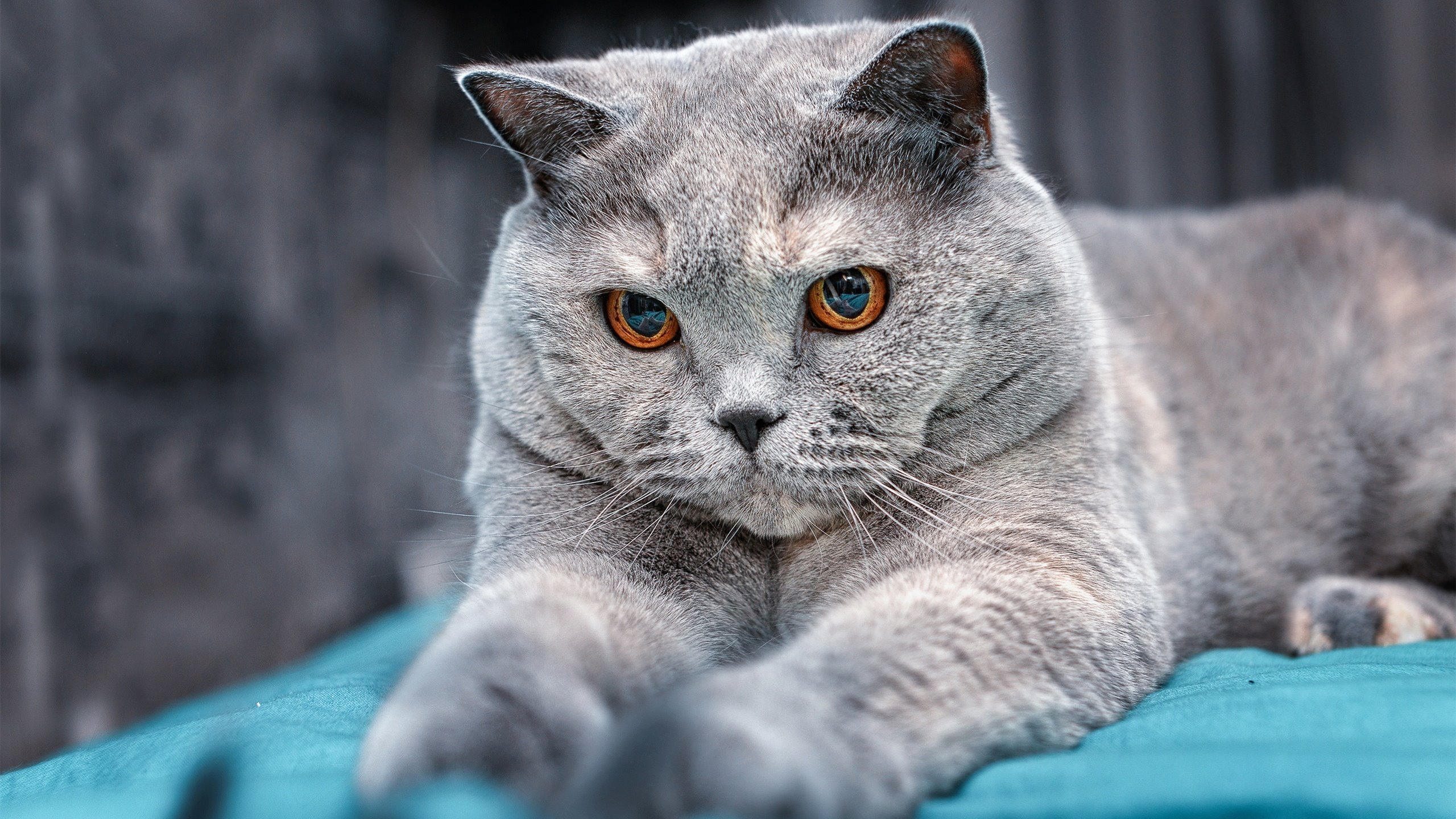 华体会hth-游泳名将汪顺赛季最佳成绩摘金，游泳冠军汪顺个人资料