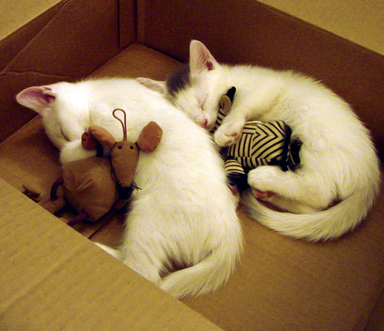 球员职业规划是否被足够重视，成为职业球员的几率