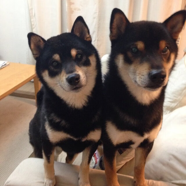 CBA推出主场自定义视觉主题提升观赛新鲜感，cba主场地板设计升级