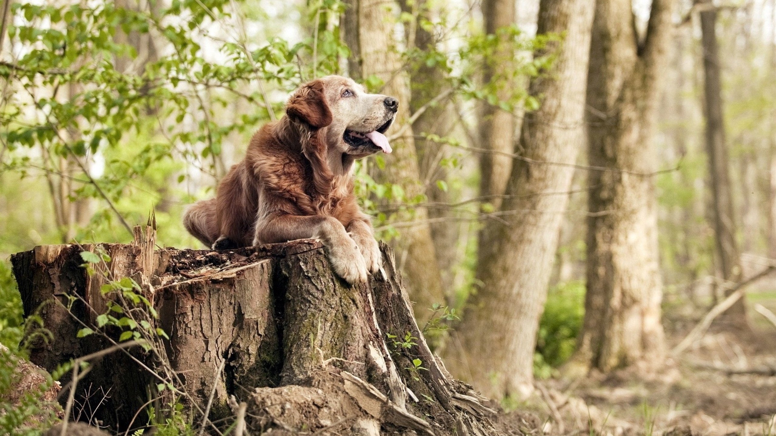 华体会hth-奥地利仰泳节奏控制出色，澳大利亚女子仰泳冠军