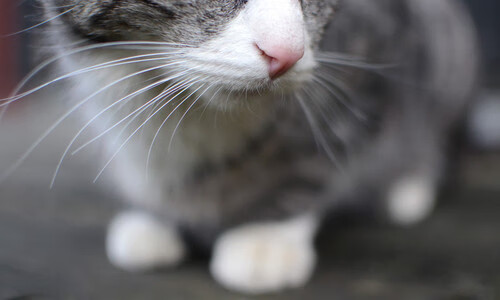 华体会hth官网-尤文图斯加强中场配置，冲击意甲冠军