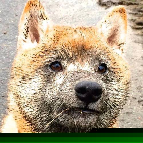 滑雪世界杯精彩赛事回顾，滑雪世锦赛2021直播